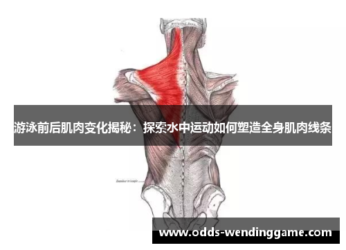 游泳前后肌肉变化揭秘：探索水中运动如何塑造全身肌肉线条
